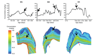 Barium distribution in teeth over time in an 8.4 year old Bornean orangutan (Image: Smith et al)
